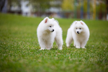 ns161667834-further_message_is_the_elixir_of_longevity_for_dogs_still_far_from_that_for_humans.jpg